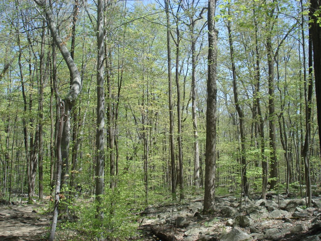 Hiking in Spring, by Amita Vadlamudi